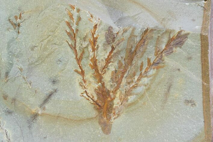 Detailed Fossil Plant (Taxodium) - Montana #99410